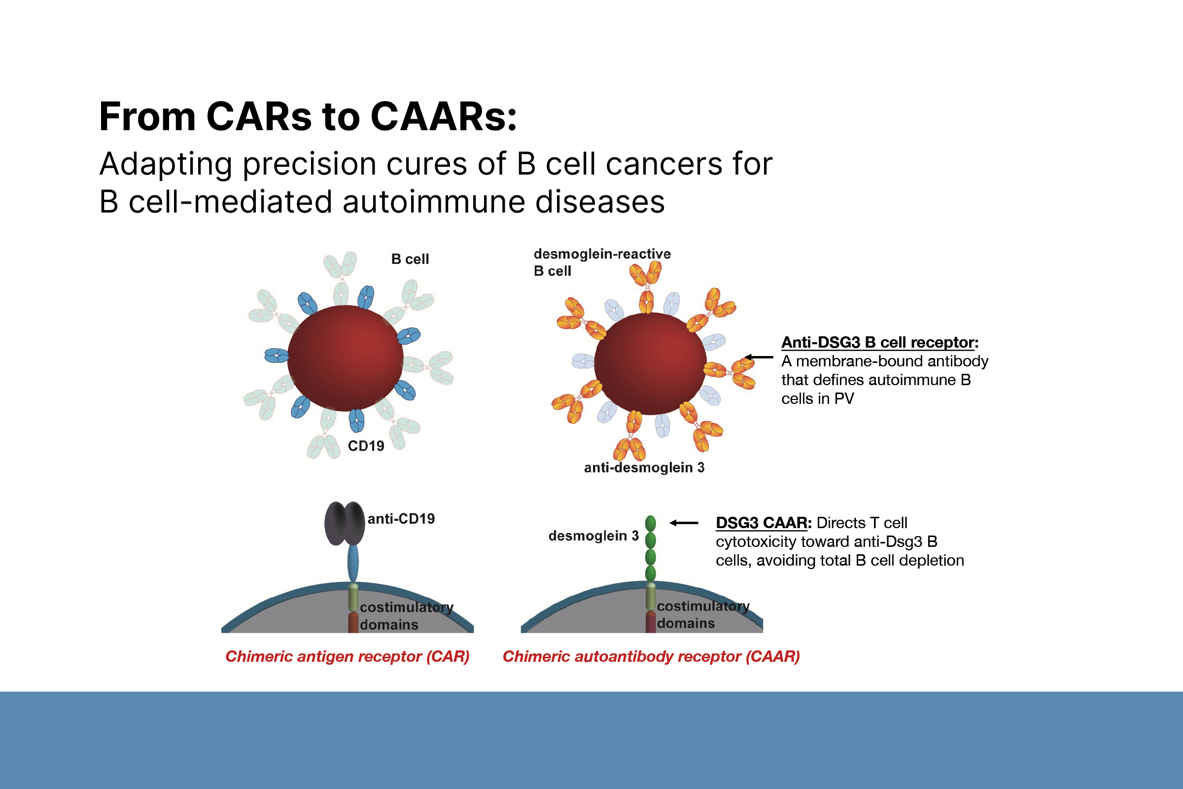 From CAR T- to CAAR-T cell therapy.