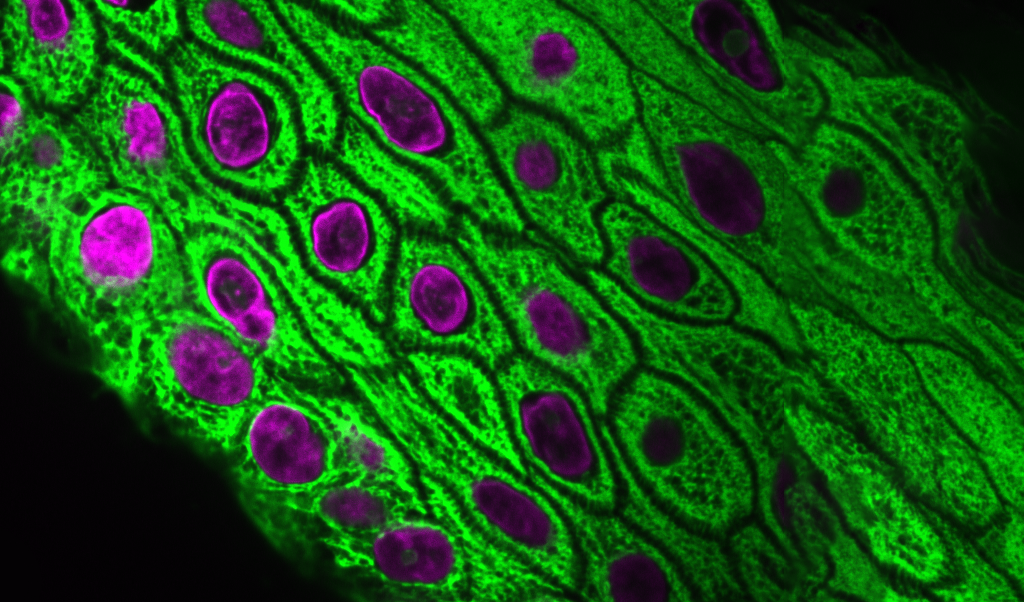 Image of organoid skin depicted in fluorescent green and magenta.