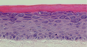 Scientific image.